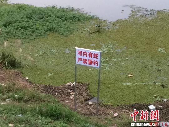 一個月前，200多條眼鏡蛇幼蛇從南京北郊六合區一養殖場大逃亡，事發已有1個多月?！±铉鏀z